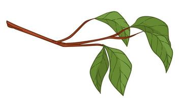 Zweig mit aufspießenden Blättern, Laub auf Zweigvektor vektor
