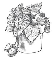 Korb mit frischen Erdbeeren Beeren mit Blättern vektor