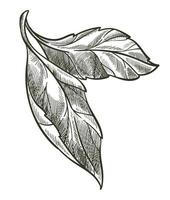 blad på gren, flora svartvit skiss översikt vektor