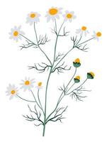 Kamille Wildblumenpflanze, blühende Blüte vektor