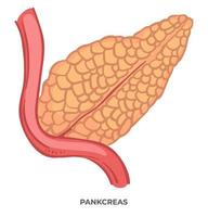 pankreasorgan des menschlichen körpers, biologie und anatomie vektor