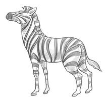 zebra djur- med Ränder, vilda djur och växter däggdjur vektor