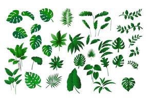 tropische Blätter Sammlung vektor