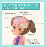 Anatomie menschliche Gehirnbereiche Hirnrinde mit Etikett vektor