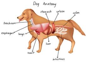 en hunds anatomi vektor