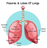 sprickor och lungor i lungorna vektor