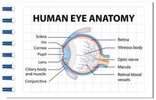 Diagramm der Anatomie des menschlichen Auges mit Etikett vektor