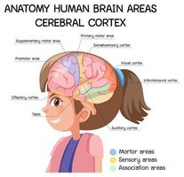 Anatomie menschliche Gehirnbereiche Hirnrinde mit Etikett vektor
