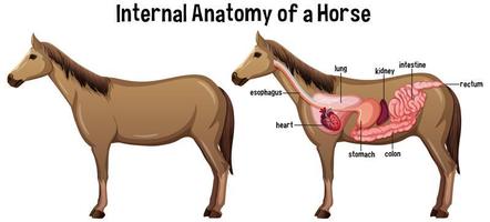 inre anatomi hos en häst med etikett vektor