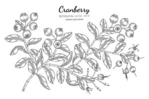 Hand gezeichnete Cranberry Frucht Linie Kunst Zweige vektor