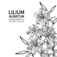 Goldstrahlige Lilie Blume oder Lilium Auratum Zeichnungen. vektor