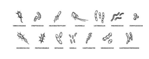 uppsättning av hand dragen annorlunda typer av bakterier. vektor illustration i skiss stil. realistisk vetenskaplig teckning