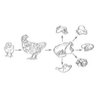 Huhn und Hühnerfleisch. vektor