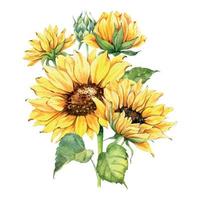 Aquarell-Sonnenblumenstrauß, handbemalte Sonnenblumensträuße mit Grün, Sonnenblumen-Blumenarrangement. hochzeitseinladungs-clipart-elemente. aquarell blumen. Botanische Zeichnung. weißer Hintergrund. vektor