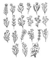 vektorsammlung set skizze handgezeichnete blumen illustration botanische pflanzen skizze set tinte handgezeichnete heilkräuter und pflanzen skizze vektor