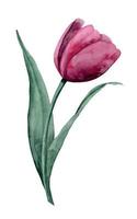 Aquarell rosa Tulpe auf isoliertem Hintergrund. hand gezeichnete blumenillustration für grußkarten oder einladungen. Botanische Zeichnung einer blühenden Blume mit grünen Blättern. Pflanze in Viva-Magenta-Farben vektor