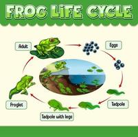 Diagramm, das den Lebenszyklus des Frosches zeigt vektor