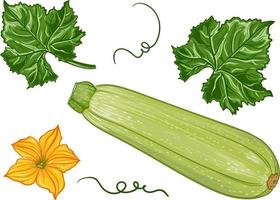 frische grüne zucchini mit blättern und einer blume auf einem transparenten hintergrund. botanische realistische kürbisfruchtillustration vektor