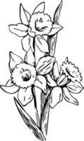 påsklilja teckning. vektor skiss narciss illustration. narciss i blomma. bläck målad narciss blommor. hand dragen illustration