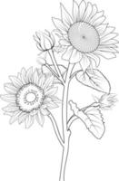 Sonnenblumen Vektorgrafiken, monochromes Blumenmuster. Tintenvektorillustration handgezeichnete Bleistiftskizze, Zweig der botanischen Sammlung Einfachheit, künstlerisch, Malbuch für Kinder und Erwachsene. vektor