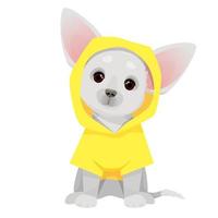 grå små chihuahua hund i en gul regnkappa vektor