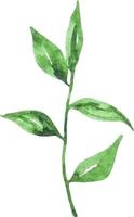 vattenfärg grön blad isolerat på vit hand dragen ClipArt botanik vektor
