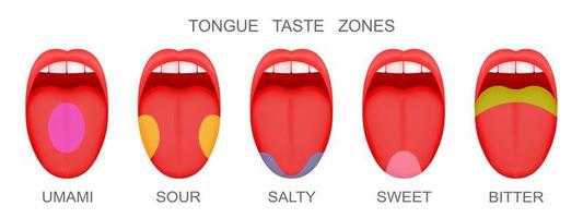 eine Reihe offener Münder mit herausgestreckten Zungen, die Rezeptorzonen zeigen, die mit umami, sauren, salzigen, süßen, bitteren Aromen gekennzeichnet sind. Mythos der menschlichen Geschmacksknospen vektor