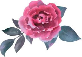 wunderschöne viva mangenta rosen im vintage style. Aquarell auf strukturiertem Papier. hand gezeichnetes rosa fläschchen clipart-element lokalisiert auf weißem hintergrund. zum valentinstag, muttertagskarten, geschenk. vektor