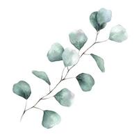 aquarell eukalyptusblatt und zweig. Eukalyptus Silberdollar botanisch. Abbildung isoliert auf weißem Hintergrund. perfekt für Hochzeitseinladungen, Postkarten und Textilien vektor