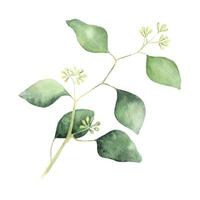 aquarell eukalyptusblatt und zweig. corymbia citriodora. botanikillustration lokalisiert auf weißem hintergrund. perfekt für Hochzeitseinladungen, Postkarten und Textilien vektor