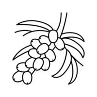 Sanddorn Beerenbaum Zweiglinie Symbol Vektor Illustration