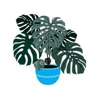 vektorillustration der ceriman monstera deliciosa zierpflanze. weißer Hintergrund vektor