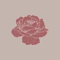 Blush Pink Rose Logo Design, einfache und gestylte Vektorillustration vektor