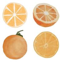 akvarell handmålad orange frukt skiva illustration set vektor