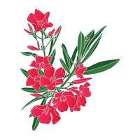 ritad för hand vektor illustration av ett oleander blomma på en vit bakgrund.