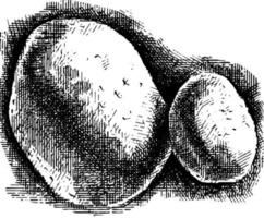Schwarz-Weiß-Schraffur-Vektor-Skizze-Illustration von Kartoffeln vektor