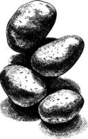 Schwarz-Weiß-Schraffur-Vektor-Skizze-Illustration von Kartoffeln vektor