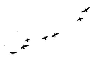 fliegende Vogelsilhouetten auf isoliertem Hintergrund. Vektor-Illustration. isolierter vogel fliegt. kostenloser Vektor