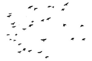 fliegende Vogelsilhouetten auf isoliertem Hintergrund. Vektor-Illustration. isolierter vogel fliegt. kostenloser Vektor