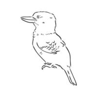 kookaburran fågel vektor skiss