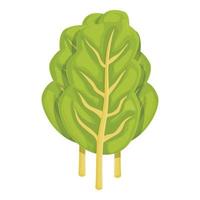 natürlicher Mangold-Symbol-Cartoon-Vektor. grüne Pflanze vektor
