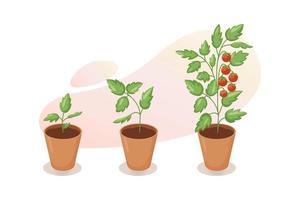 Lebenszyklus der Tomatenpflanze. Wachstumsstadien der Tomate vom Sämling, Spross bis zu reifen roten Früchten im Blumentopf. wachstumsphase der kirschtomaten. Vektorillustration auf weißem Hintergrund vektor