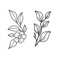 samling skog ormbunke eukalyptus konst lövverk naturliga blad örter i linje stil. dekorativ skönhet elegant illustration för design handritad blomma vektor