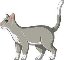 niedliche graue Katze allein lokalisiert auf weißem Hintergrund vektor
