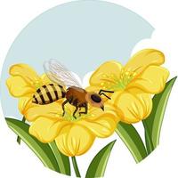 Honigbiene auf gelber Blume auf weißem Hintergrund vektor