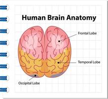 Informationsplakat des menschlichen Gehirndiagramms vektor