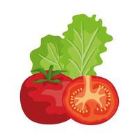frische Tomaten und Salatgemüse gesund vektor