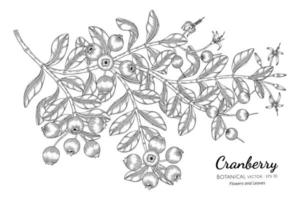 tranbär frukt handritad botanisk illustration med konturteckningar på vit bakgrund vektor