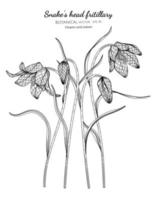 ormhuvud fritillary blomma och blad handritad botanisk illustration med konturteckningar på vita bakgrunder vektor