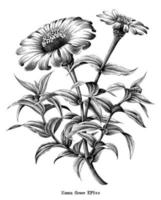 Zinnia Blume botanische Weinleseillustration Schwarzweiss-Kunst lokalisiert auf weißem Hintergrund vektor